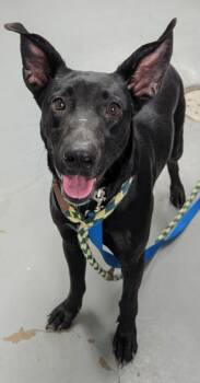 Rescue Mixed Breed Dogs for Adoption in Kingsland, Georgia - Kalia | PetCurious