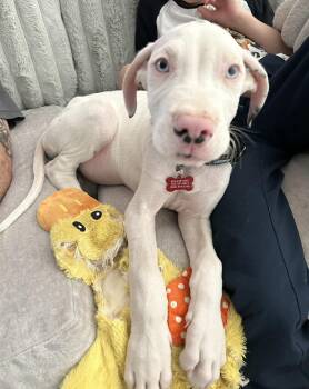 Great Dane Dogs Available for Adoption in Mesa, Arizona - Queso | PetCurious