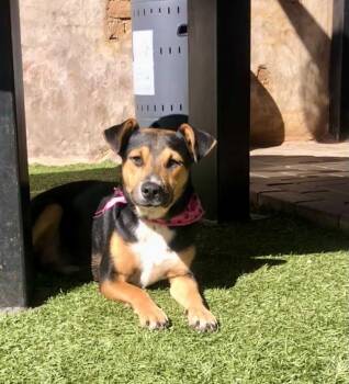 Rescue Doberman Pinscher Dogs for Adoption in San Diego, California - Sarah | PetCurious