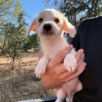 RUPERT -  Chihuahua Dog for Adoption in Chico, California - RUPERT | PetCurious