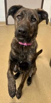 Hound and Mixed Breed Dogs Available for Adoption - STRAWBERRY SHORTCAKE | PetCurious