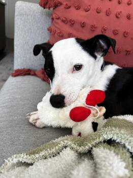 Terrier and Mixed Breed Dogs Available for Adoption - Ryn | PetCurious