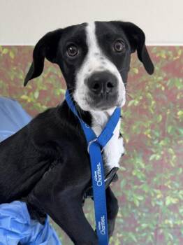 Ami -  Labrador Retriever and Mixed Breed Dog for Adoption in San Antonio, Texas - Ami | PetCurious