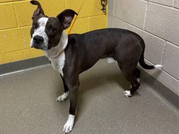 Pit Bull Terrier and Mixed Breed Dogs Available for Adoption in Colorado Springs, Colorado - FRANKIE | PetCurious