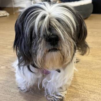 Cardigans 14516 -  Shih Tzu Dog for Adoption in San Francisco, California - Cardigans 14516 | PetCurious