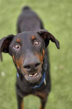 Doberman Pinscher Dogs Available for Adoption in Oakland Park, Florida - Bob 3560 | PetCurious