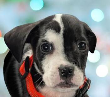 Domino -  Mixed Breed Dog for Adoption in Schaumburg, Illinois - Domino | PetCurious