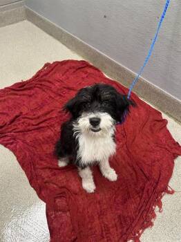 CHOP CHEESE -  Tibetan Terrier Dog for Adoption in Las Vegas, Nevada - CHOP CHEESE | PetCurious