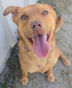 Rescue Labrador Retriever Dogs for Adoption in Riverton, Wyoming - Jane | PetCurious