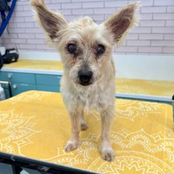 Onyx 14239 -  Terrier Dog for Adoption in San Francisco, California - Onyx 14239 | PetCurious