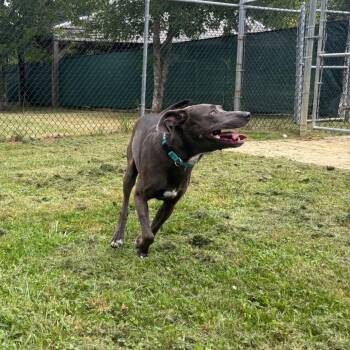 Roadie -  Labrador Retriever and Mixed Breed Dog for Adoption in Waynesburg, Pennsylvania - Roadie | PetCurious