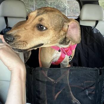 Sadie Rose -  Hound Dog for Adoption in Beech Island, South Carolina - Sadie Rose | PetCurious