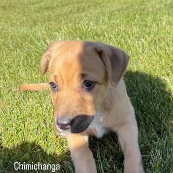 Mixed Breed Dogs Available for Adoption in Flagstaff, Arizona - Chimichanga | PetCurious