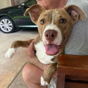 CorridorV0ls -  Pit Bull Terrier Dog for Adoption in Klein, Texas - CorridorV0ls | PetCurious