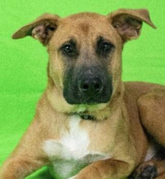 Archen -  Shepherd Dog for Adoption in Sacramento, California - Archen | PetCurious