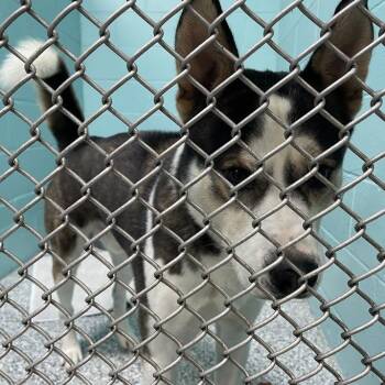 Zeus -  Shepherd and Husky Dog for Adoption in Port Charlotte, Florida - Zeus | PetCurious
