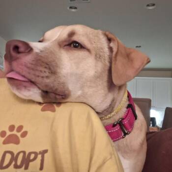 Georgia -  Yellow Labrador Retriever and Pit Bull Terrier Dog for Adoption in Long Beach, California - Georgia | PetCurious