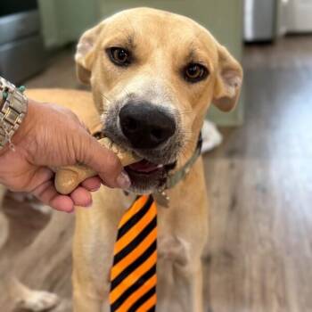 Tigger the Turkey -  Yellow Labrador Retriever Dog for Adoption in Friendswood, Texas - Tigger The Turkey | PetCurious