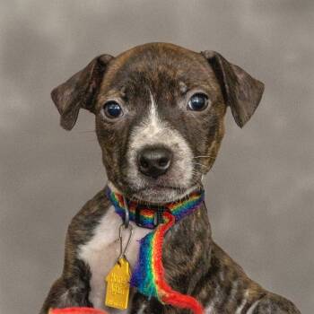 Rescue Australian Cattle Dog Blue Heeler and Beagle Dogs for Adoption in St. Louis, Missouri - FINLEY | PetCurious