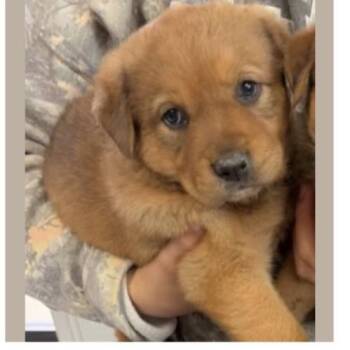 Great Pyrenees Dogs Available for Adoption in Parker, Colorado - 469 (2026) Wren | PetCurious