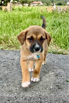 Labrador Retriever and Shepherd Dogs Available for Adoption in Isabela, Isabela - Teddy - Loving & Playful Boy Puppy - *LOW ADOPTION FEE* | PetCurious