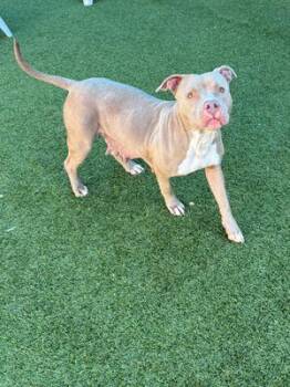 Rescue Pit Bull Terrier Dogs for Adoption in Eagle, Idaho - Estella **Courtesy Post. Out Of Town Pet. See Below For Details* | PetCurious