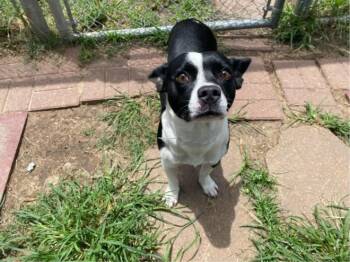 ISELA -  Boston Terrier and Mixed Breed Dog for Adoption in Houston, Texas - ISELA | PetCurious