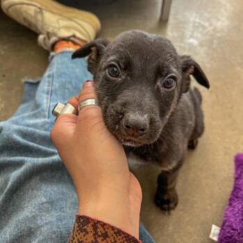 Chihuahua Dogs Available for Adoption - Calvin | PetCurious