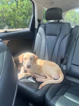 Dainton / Blondie -  Labrador Retriever and Mixed Breed Dog for Adoption in Broomfield, Colorado - Dainton / Blondie | PetCurious