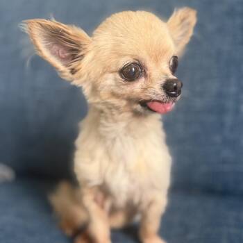 Chihuahua Dogs Available for Adoption in Baton Rouge, Louisiana - Herman | PetCurious
