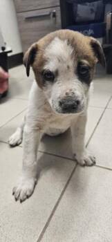 Cattle Dog and Mixed Breed Dogs Available for Adoption in Edgewood, New Mexico - Bubbles | PetCurious