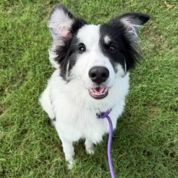 Domino -  Australian Shepherd Dog for Adoption in South Elgin, Illinois - Domino | PetCurious