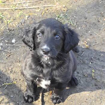 Dozer -  Irish Setter and Golden Retriever Dog for Adoption in Warren, Michigan - Dozer | PetCurious