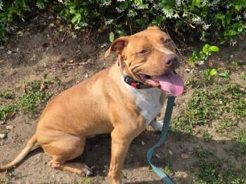 ODIE -  American Staffordshire Terrier Dog for Adoption in Ocala, Florida - ODIE | PetCurious