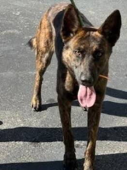 Rescue Belgian Shepherd Malinois Dogs for Adoption in Maryville, Tennessee - Rico | PetCurious