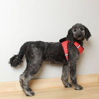 Bellini D69853 -  Poodle and Labrador Retriever Dog for Adoption in Minnetonka, Minnesota - Bellini D69853 | PetCurious