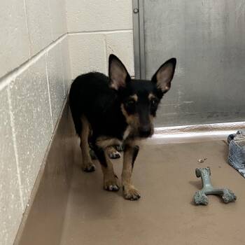 Max -  Mixed Breed Dog for Adoption in Reno, Nevada - Max | PetCurious