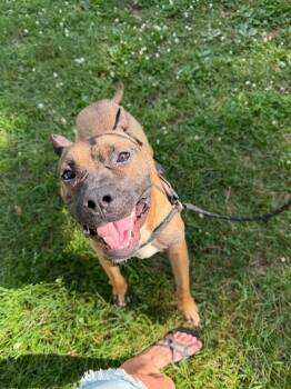 Lidian -  Presa Canario Dog for Adoption in Glenfield, New York - Lidian | PetCurious