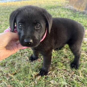 Labrador Retriever Dogs Available for Adoption - Pepper | PetCurious