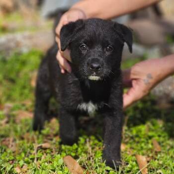 Black Labrador Retriever Dogs Available for Adoption - Kokee | PetCurious