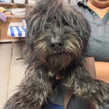 Weleekta FKA Xena -  Mixed Breed Dog for Adoption in Leander, Texas - Weleekta FKA Xena | PetCurious