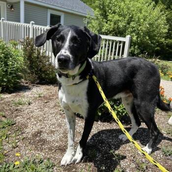 Tucker -  Collie and Mixed Breed Dog for Adoption in Conway, New Hampshire - Tucker | PetCurious