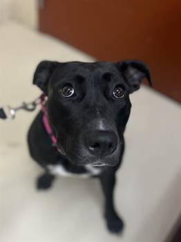 Labrador Retriever and Pit Bull Terrier Dogs Available for Adoption in Aliquippa, Pennsylvania - SIMONE | PetCurious
