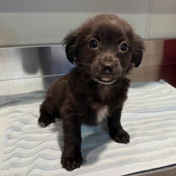 IVHS-Stray-140339 -  Chihuahua Dog for Adoption in San Gabriel, California - IVHS-Stray-140339 | PetCurious