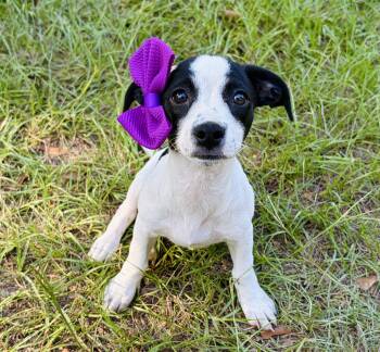 Enola -  Dachshund Dog for Adoption in Lucedale, Mississippi - Enola | PetCurious