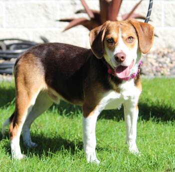 Donatello -  Beagle Dog for Adoption in Portage, Wisconsin - Donatello | PetCurious