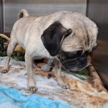 Pug Dogs Available for Adoption in Denison, Texas - Fran | PetCurious