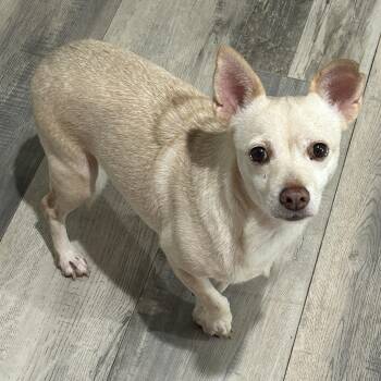 Bonita -  Chihuahua Dog for Adoption in Sarasota, Florida - Bonita | PetCurious