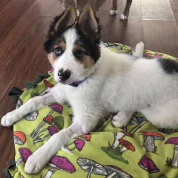 Ramona -  Mixed Breed Dog for Adoption in Buffalo, Minnesota - Ramona | PetCurious