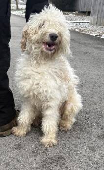 Labradoodle Dogs Available for Adoption - Dodge | PetCurious